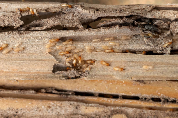  Richlands, VA Pest Control Pros